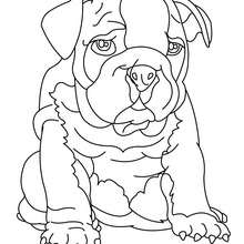 Dibujo para colorear cachorro Sharpei - Dibujos para Colorear y Pintar - Dibujos para colorear ANIMALES - Dibujos PERROS para colorear - Dibujos para colorear CACHORROS