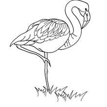Dibujo para pintar un flamingo - Dibujos para Colorear y Pintar - Dibujos para colorear ANIMALES - Dibujos AVES para colorear - Dibujos para colorear FLAMINGO