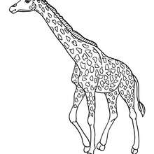 Dibujo para colorear : una jirafa