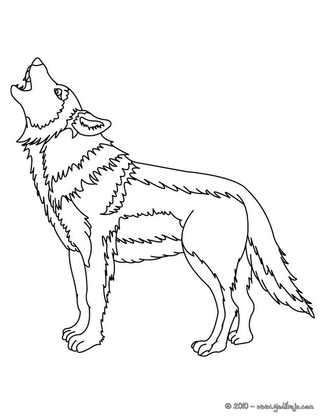 Dibujos para colorear lobo gris 