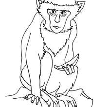 Dibujo para colorear : Mono Capuchino