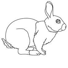 Dibujo para colorear conejo Rex - Dibujos para Colorear y Pintar - Dibujos para colorear ANIMALES - Dibujos ANIMALES DE GRANJA para colorear - Colorear CONEJOS - Pintar CONEJO
