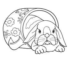 Dibujo para colorear un conejo Belier - Dibujos para Colorear y Pintar - Dibujos para colorear ANIMALES - Dibujos ANIMALES DE GRANJA para colorear - Colorear CONEJOS - Pintar CONEJO