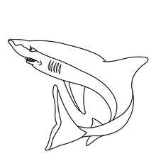 Dibujo para colorear : Tiburón Gris
