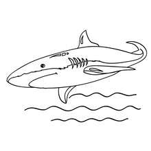 Dibujo para colorear : Tiburón Azul