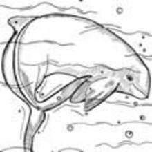 Dibujo para colorear : un delfín del Irraouaddi