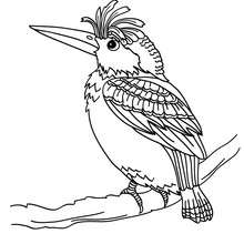 Dibujo PAJARO CARPINTERO (gallo de monte) - Dibujos para Colorear y Pintar - Dibujos para colorear ANIMALES - Dibujos PAJAROS para colorear - Colorear PAJARO CARPINTERO