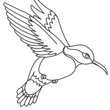Dibujos para colorear colibri 