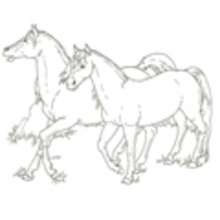 Dibujo para colorear : 2 caballos mustang
