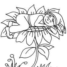 Dibujo de elfo durmiendo sobre una flor para colorear - Dibujos para Colorear y Pintar - Dibujos para colorear de FANTASIA - Dibujos de ELFOS para colorear - Colorear ELFOS CHISTOSOS