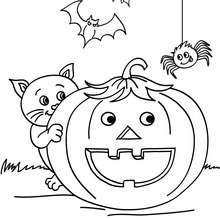 Dibujo para colorear : calabaza con araña y gato negro  halloween
