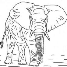 Dibujo para colorear : el elefante