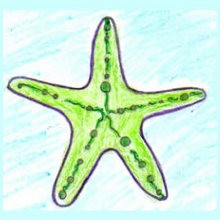 Aprender a dibujar : Estrella de mar