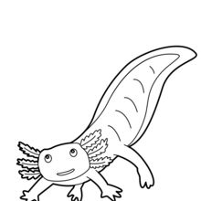 Dibujos para colorear axolotl 