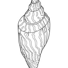 Dibujo para colorear : Concha de mar larga