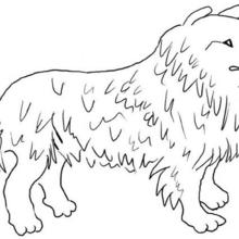 Dibujo para colorear : Un perro collie
