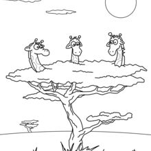 Dibujo para colorear : Jirafas en un árbol