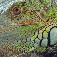 Reportaje para niños : Las Iguanas: ¿Lo sabías?