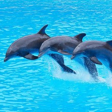Reportaje para niños : Los delfines para niños