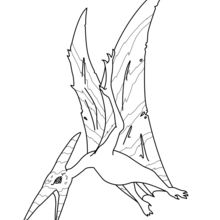 Dibujo para colorear : Pteranodón para imprimir