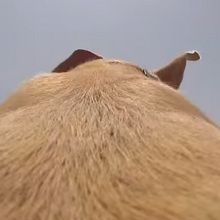 Video : Carrera de un perro grabada con una cámara GoPro en su espalda.