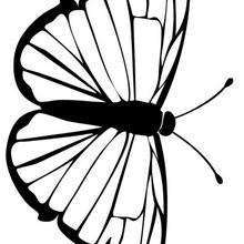 Dibujo para colorear : Una mariposa morada