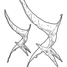 Dibujo para colorear : Pteranodón