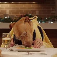 Video : Mascotas invitadas a la cena de Nochebuena