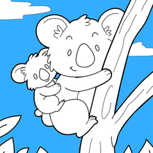 Dibujo para colorear : Koala