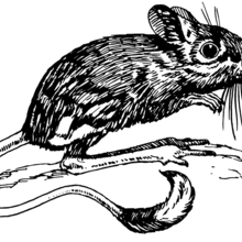Cuento : El ratón de campo y el ratón de ciudad