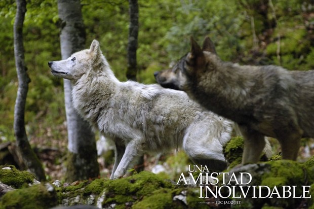 Los lobos salvajes