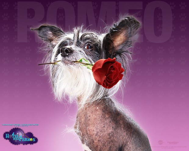 Hotel para perros: Romeo