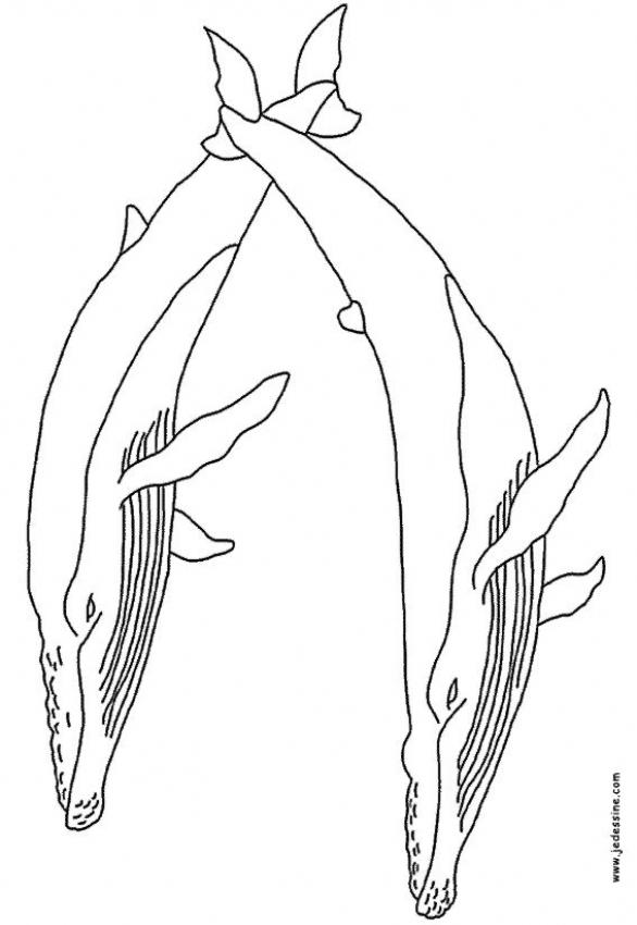 Dibujos para colorear ballenas 
