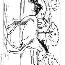 Dibujo de un caballo Mustang - Dibujos para Colorear y Pintar - Dibujos para colorear ANIMALES - Colorear CABALLOS - Colorear CABALLOS MUSTANG