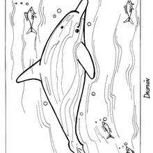 Dibujo para colorear : un delfín