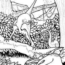 Dinosaurios eudimorphodon - Dibujos para Colorear y Pintar - Dibujos para colorear ANIMALES - Dibujos para colorear DINOSAURIOS - Dibujos para colorear dinosaurio PTERODACTILO