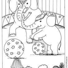 Dibujo para colorear : elefante acróbata