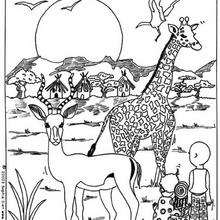 Dibujos para colorear una jirafa 