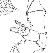 Dibujo para colorear : un murciélago