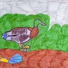El pato - Dibujar Dibujos - Dibujos de NIÑOS - Dibujos de ANIMALES - Dibujos de  animales por ORDENADOR