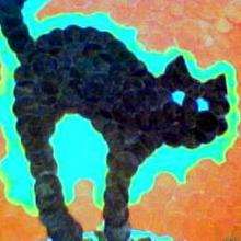 El gato de catkara - Dibujar Dibujos - Dibujos de NIÑOS - Dibujos de ANIMALES - Dibujos de  animales por ORDENADOR