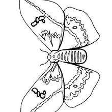 Dibujo para colorear : Mariposa Esfinge
