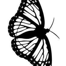 Dibujo para colorear : Una mariposa