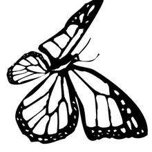 Dibujo para colorear : una mariposa monarca
