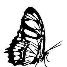 Hermosa mariposa monarca para colorear y pintar - Dibujos para Colorear y Pintar - Dibujos para colorear ANIMALES - Dibujos INSECTOS para colorear - Dibujos para colorear MARIPOSAS - Colorear MARIPOSA MONARCA