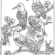 Dibujo de unos pájaros - Dibujos para Colorear y Pintar - Dibujos para colorear ANIMALES - Dibujos PAJAROS para colorear - Dibujos para pintar PAJAROS