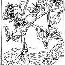 Dibujo para colorear : mariposas moradas en un árbol