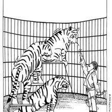 Dibujo para colorear : tigres