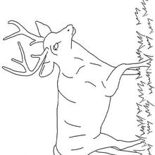 Un ciervo - Dibujos para Colorear y Pintar - Dibujos para colorear ANIMALES - Dibujos ANIMALES SALVAJES para colorear - Dibujos ANIMALES DE LA SELVA para colorear - Colorear CIERVO