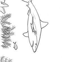 Dibujo para colorear : Tiburón Limón